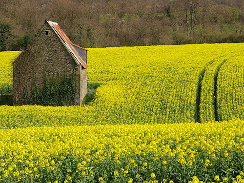 Huile de colza du moulin Méjane.